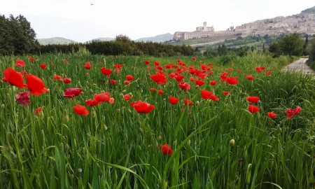 Italian Language Course and Kundalini Yoga Retreat in Assisi, Italy